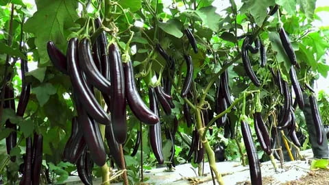 تصویر 3 از قیمت روز بادمجان قلمی